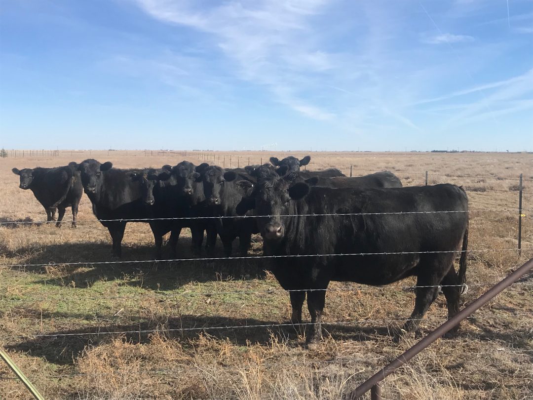 Cattle Feed Ranchers Supply Amarillo Texas