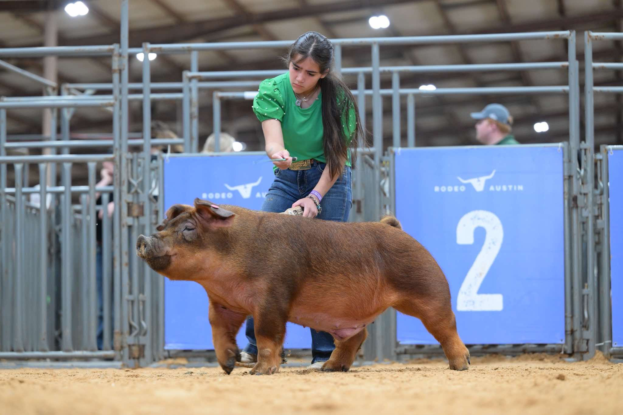 Feed and supplies for show pigs