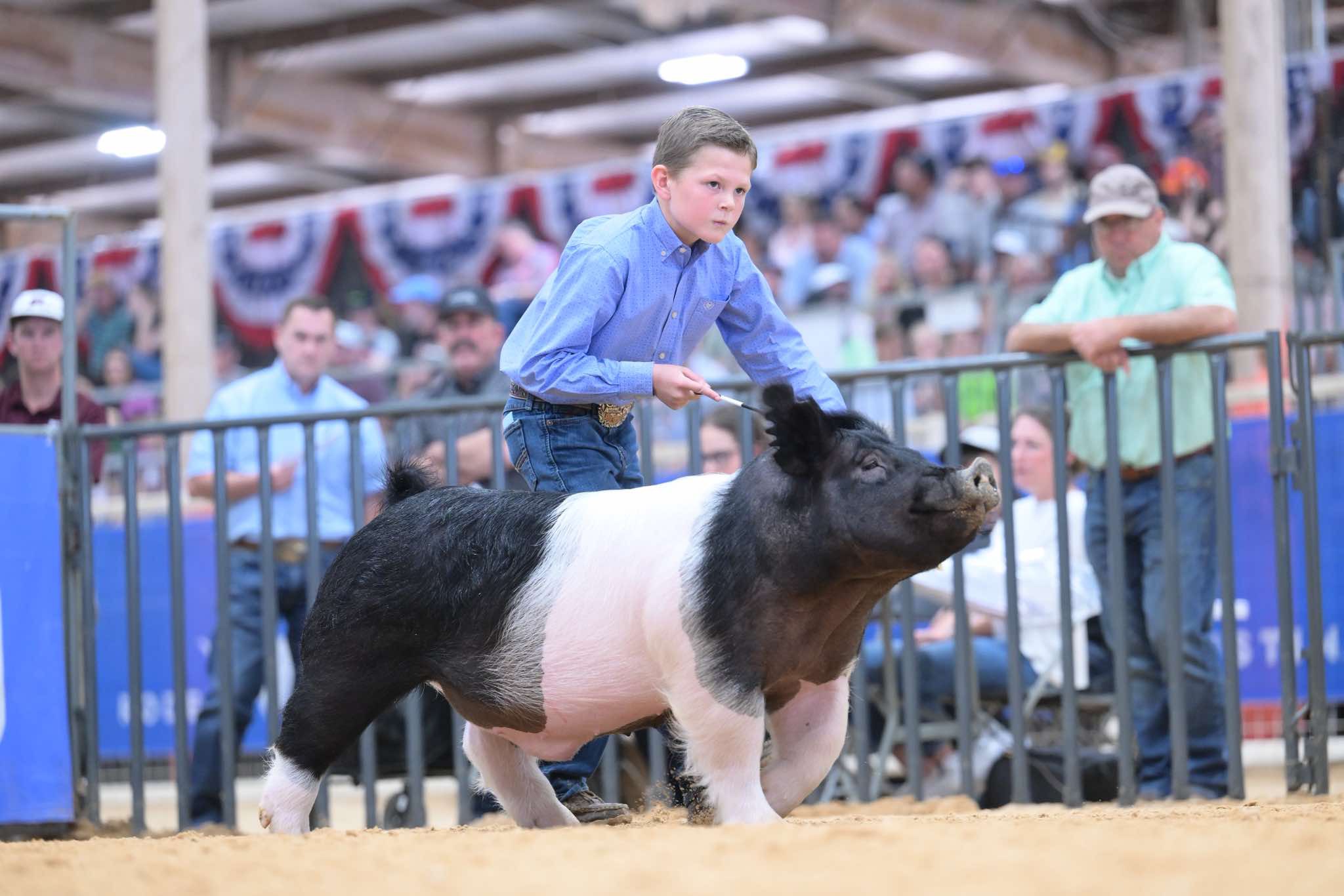 Zane Showing show livestock