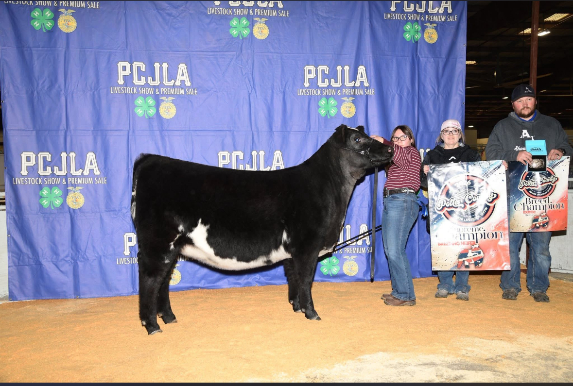 Feed for show calves